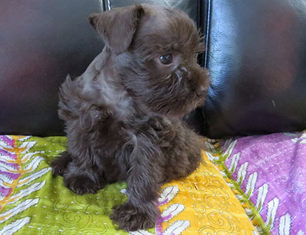 picture of Litter of miniature schnauzers