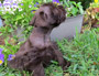 puppy schnauzer picture2