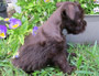 puppy schnauzer picture3