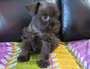 puppy schnauzer picture4