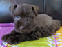 puppy schnauzer picture5