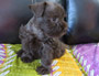 puppy schnauzer picture6