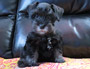 puppy schnauzer picture1