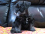 puppy schnauzer picture2