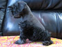 puppy schnauzer picture3