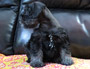 puppy schnauzer picture5