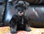puppy schnauzer picture6