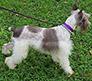 Male Schnauzer thumbnail 1