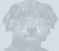 Male Schnauzer 8