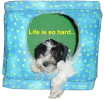 Schnauzer relaxing