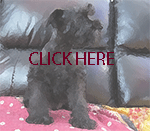 Adult Miniature Schnauzer 3 Picture