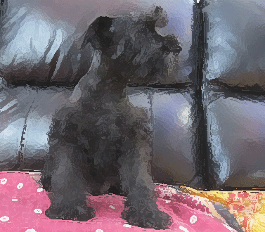 Male Schnauzer Picture