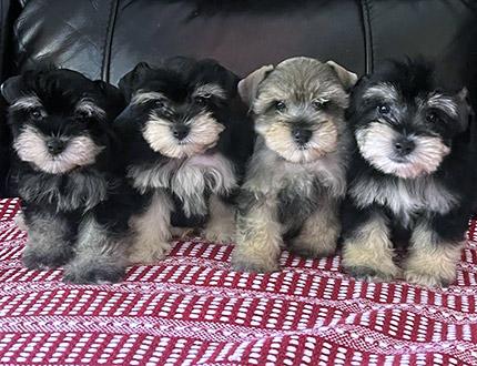 picture of Litter of miniature schnauzers