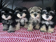 Schnauzer Litter 1
