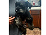 puppy schnauzer picture1
