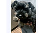 puppy schnauzer picture2