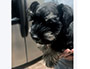 puppy schnauzer picture3