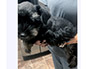 puppy schnauzer picture5