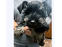 puppy schnauzer picture6