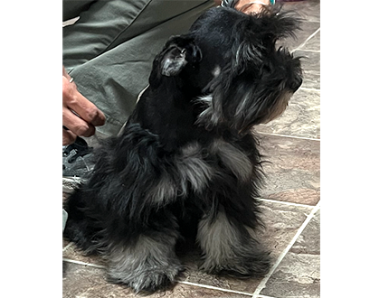 picture of Litter of miniature schnauzers