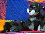 puppy schnauzer picture1