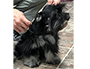 puppy schnauzer picture4