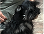 puppy schnauzer picture5