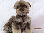 puppy schnauzer picture1