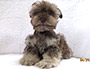 puppy schnauzer picture2