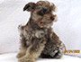 puppy schnauzer picture3