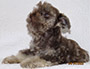 puppy schnauzer picture4