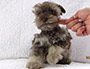 puppy schnauzer picture5