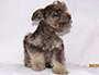 puppy schnauzer picture6