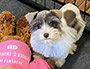puppy schnauzer picture1