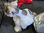 puppy schnauzer picture2