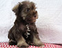 puppy schnauzer picture3