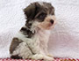 puppy schnauzer picture4