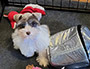 puppy schnauzer picture5