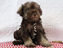 puppy schnauzer picture4