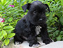 puppy schnauzer picture1