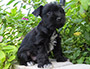 puppy schnauzer picture2