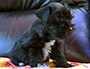 puppy schnauzer picture3