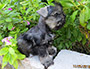puppy schnauzer picture4