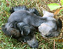 puppy schnauzer picture5