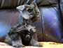 puppy schnauzer picture6