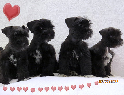 picture of Litter of miniature schnauzers