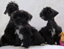 puppy schnauzer picture3