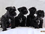 puppy schnauzer picture4