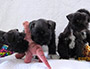 puppy schnauzer picture5