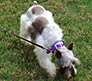 Male Schnauzer thumbnail 1